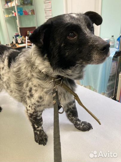 Собака потеряшка