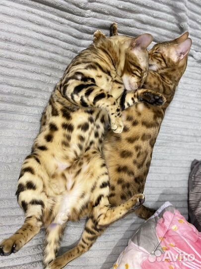 Бенгальская