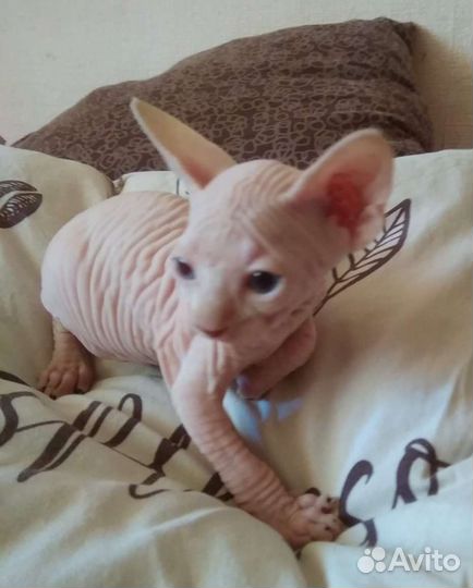 Котята канадского сфинкса