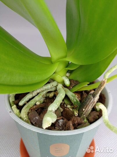 Орхидея фаленопсис Tiny melissa