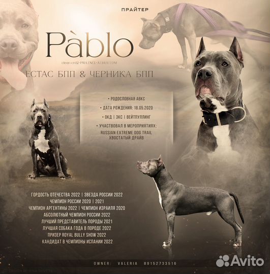 Вязка питбуль прайтер