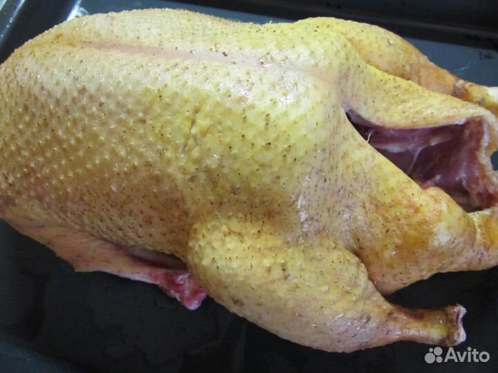 Тушка дикого гуся