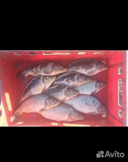 Малёк карпа 100гр