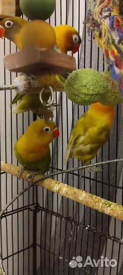 Попугай неразлучники