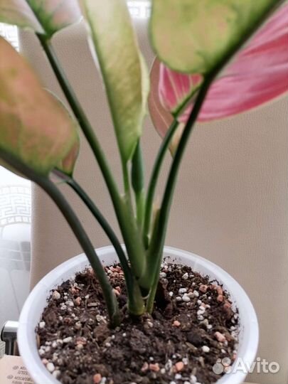 Аглаонема Маха Хенг Тайланд