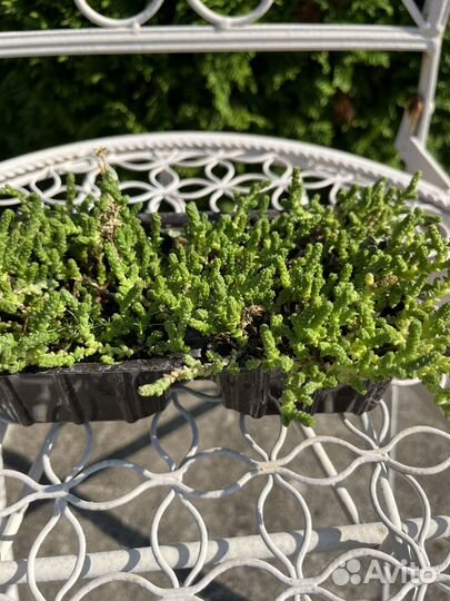 Мох цветущий