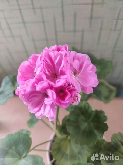 Сортовые герани, мини, карлики