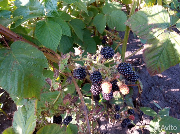 Отдам саженцы ежевики