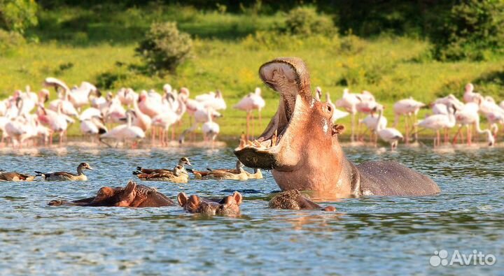 Сафари по Кении. Тропа жирафа/слона/леопарда