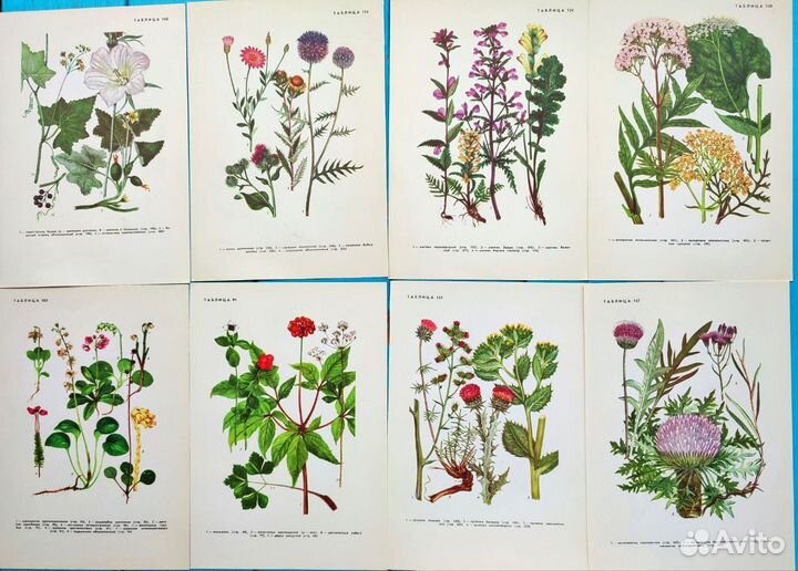 Ботанические иллюстрации