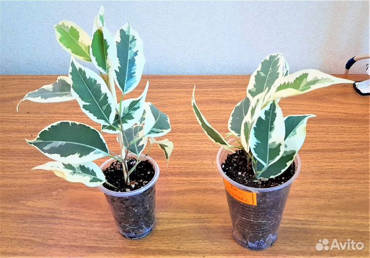 Фикусы сортовые (все фото в наличии)