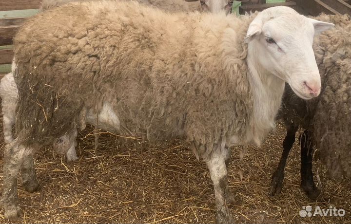 Бараны и овцы на курбан
