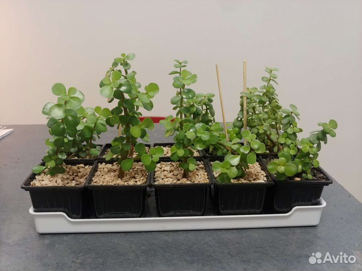 Портулакария Афра