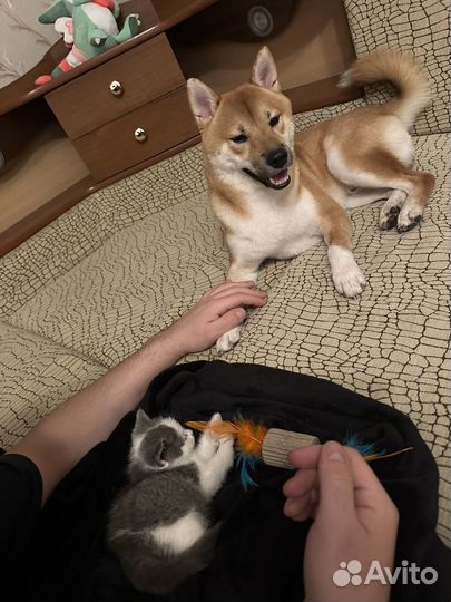 Вязка сиба ину