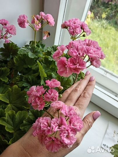Пеларгония срезы