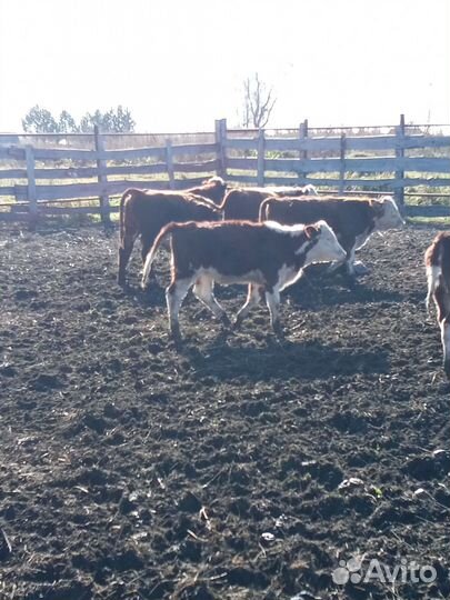 Бычки- Телки