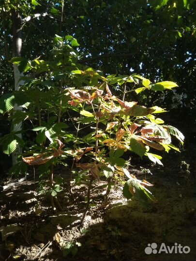 Саженцы каштана конского