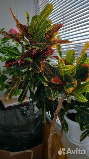 Кодиеум кротон