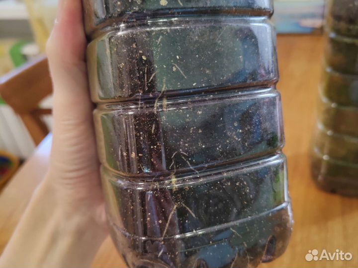 Пальма вашингтония нитчатая/нитеносная