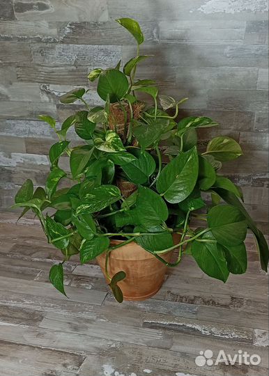 Эпипремнум золотистый