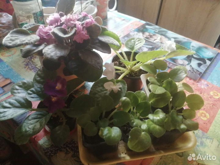 Сортовые фиалки