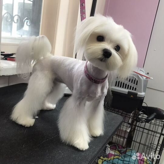 Грумер стрижка собак