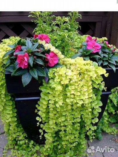 Вербейник монетчатый