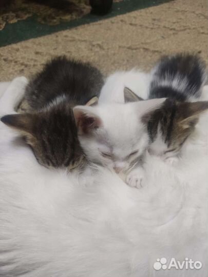 Котята в дар