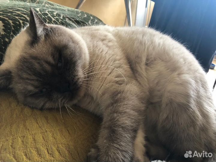 Кот ищет дом