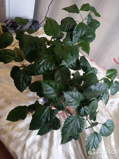 Продам Гибискус