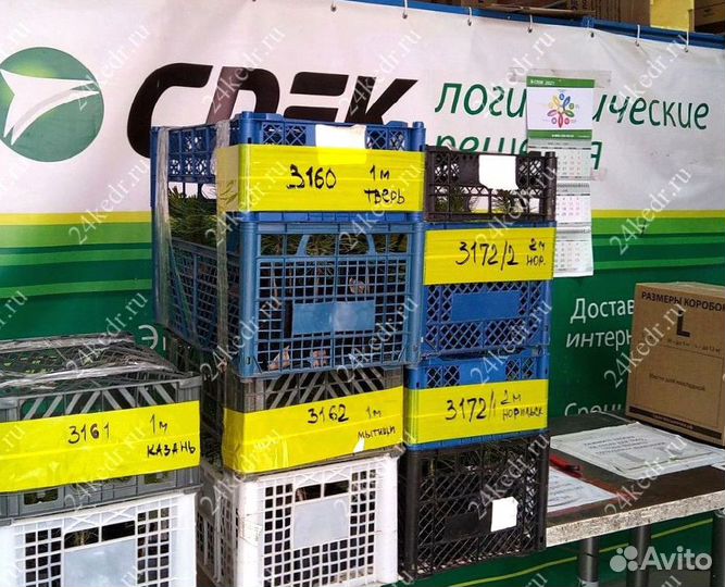 Сибирский кедр. Саженцы