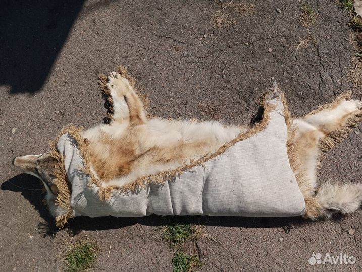 Шкура волка
