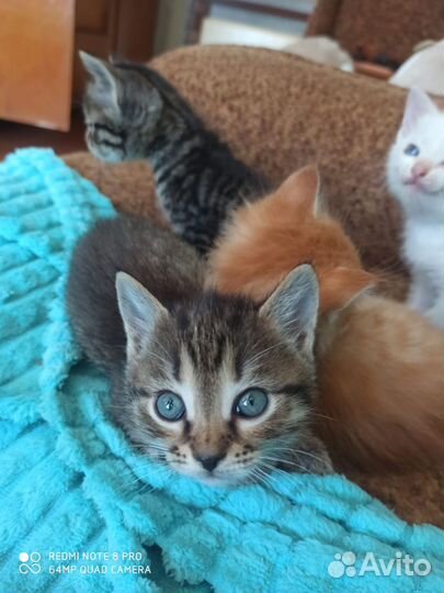 Котята в добрые руки