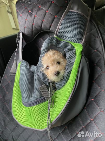 Дождевик для собак, одежда, сумка