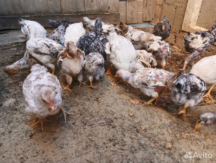 Куры молодки