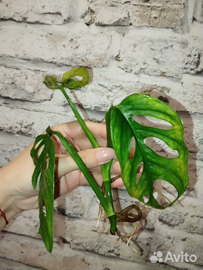 Монстера адансона