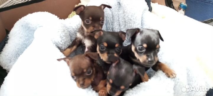 Той-терьер щенки