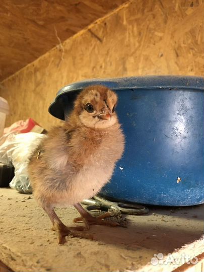 Домашние цыплята