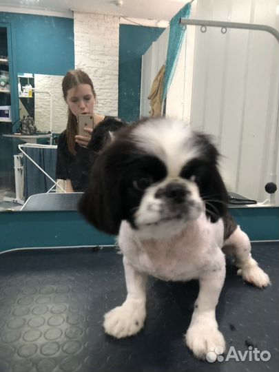 Груминг собак