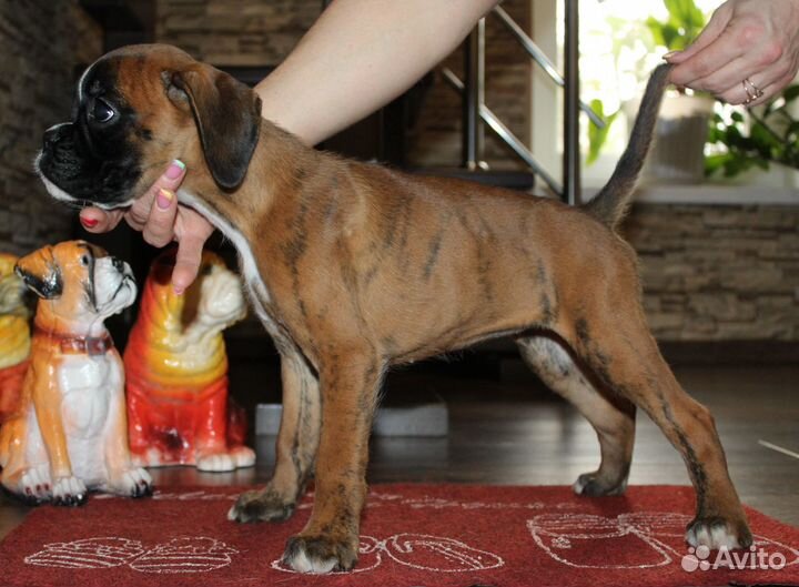 Яркие Щенки Немецкого Боксера