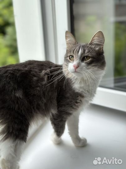 Пушистый электровеник