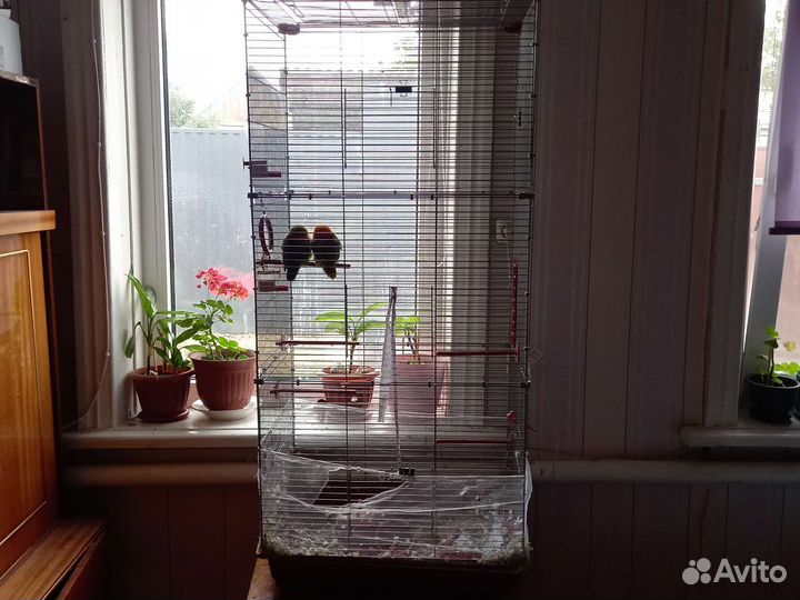 Неразлучники