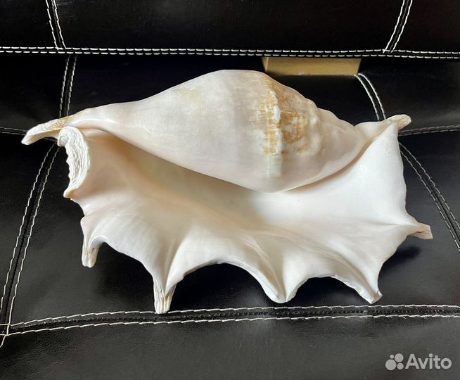 Морские раковины