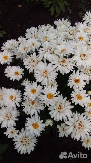 Многолетние садовые растения для дома и дачи