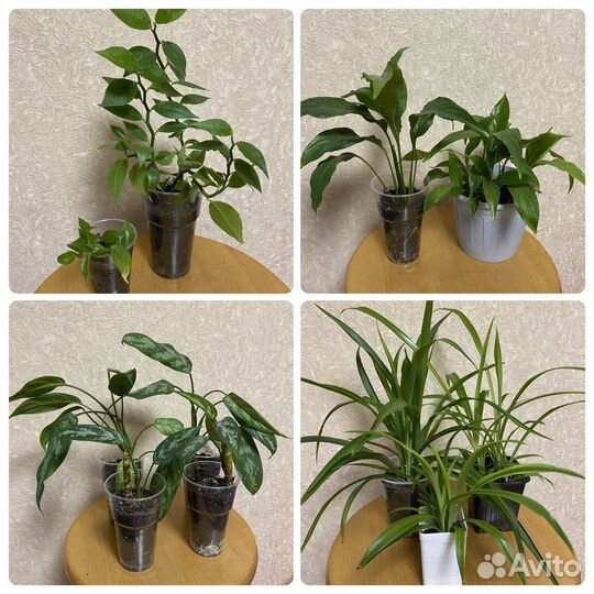 Комнатные цветы