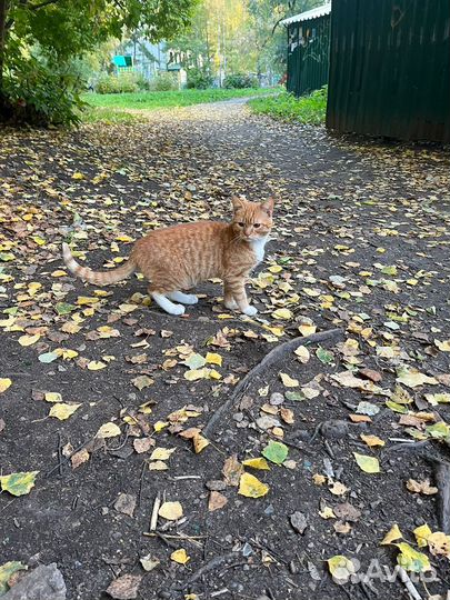 Котик и кошечка