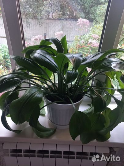 Цветы комнатные каллы