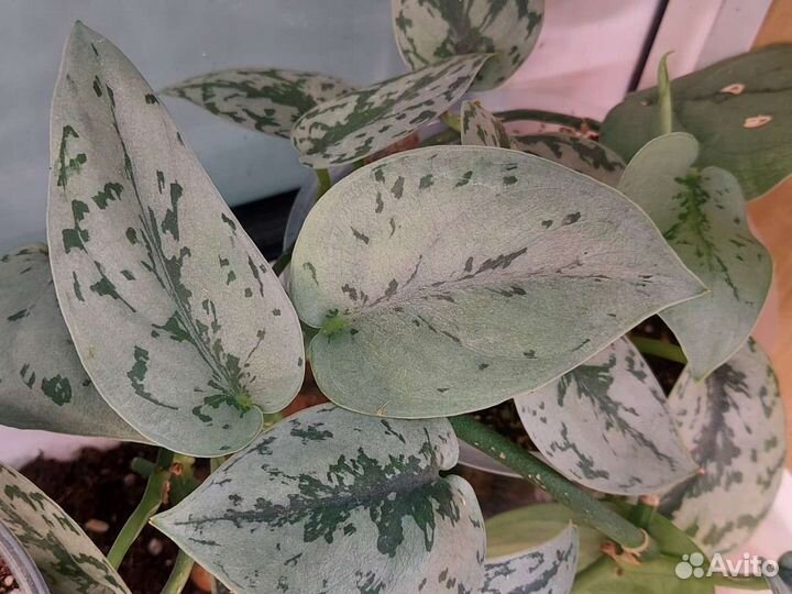 Сциндапсус Эпипремнум 9 сортов