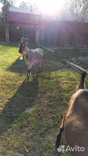 Дойные козы