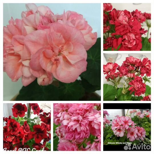 Пеларгония, герань сортовая